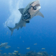 Illustration for article titled Caption Contest: Camera-Thieving Shark Says...